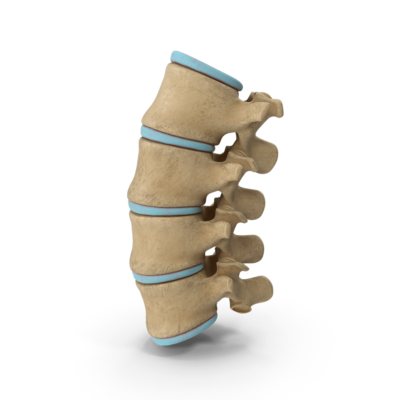 Modelo de la espina dorsal de la columna