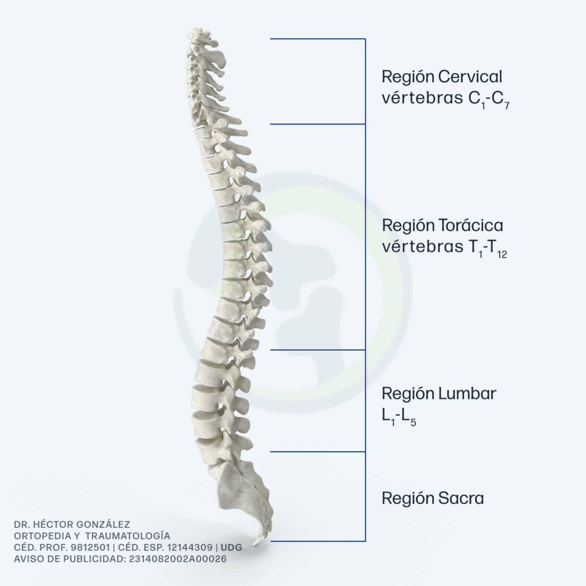 anatomía de la columna vertebral