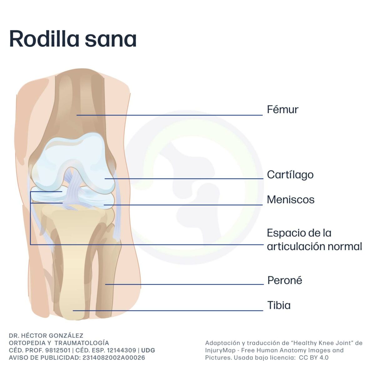 Anatomía de  una rodilla sana