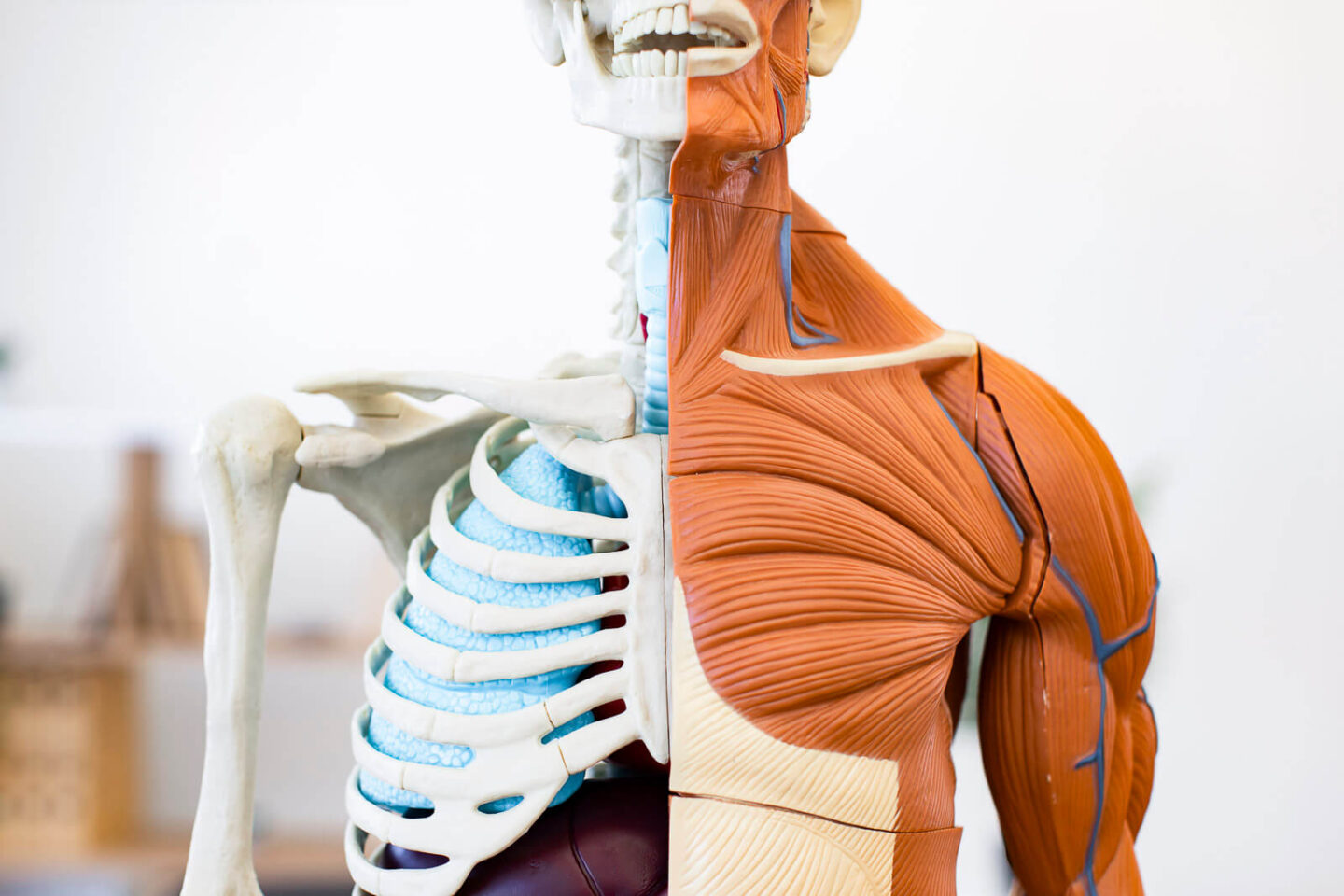 El sistema musculoesquelético